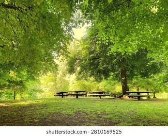 A panoramic view of a row of empty picnic tables awaiting guests atop a hillside under the leafy shade of overhanging tree boughs.