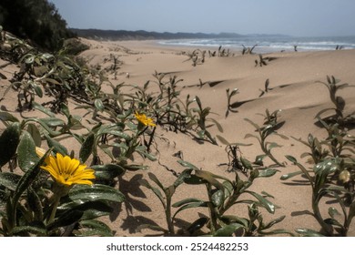 A panoramic view of a sandy beach with yellow wildflowers growing in the dunes. The ocean and waves can be seen in the background, creating a stunning coastal landscape. - Powered by Shutterstock