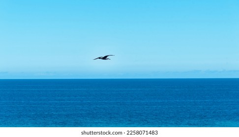 Panoramic view of a seagull flying over the horizon over the blue sea and the clear blue sky on a sunny day in Fuerteventura, Canary Islands. - Shutterstock ID 2258071483