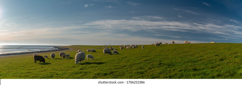 Panoramic View Of Sheep And Lambs On A Dike In The Sun At The North Sea, Westerdeichstrich, Büsum, Schleswig-Holstein, Germany, Flock Of Sheep With Lamb In Field Or Dike, Wool On The Hoof