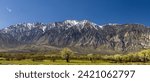 Panoramic view of Sierra mountains   
 and spring bloom in the middle of Owens valley California