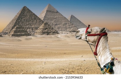 Panoramic view with the site of the great pyramids of the Giza Necropolis: Pyramid of Cheops, Khafre, Menkaure and pyramids of Queens. Al Haram, Giza Governorate, Egypt. Camila in the foreground.