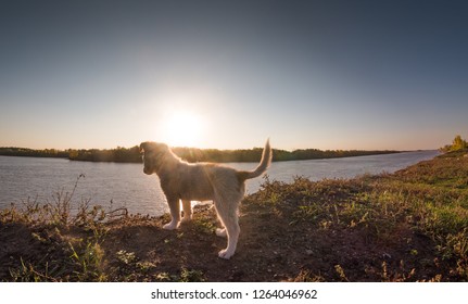 Panoramic View Of A Small Mongrel Standing On The Edge Of The Steep Shore Of A Big River, Backlit By The Setting Sun And Reflections From The Calm Water.