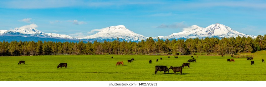 A panoramic view of the snow covered three sisters mountains and brokentop with cattle grazing in a green pasture in the foreground near Bend, Oregon