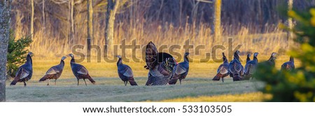 Panoramic view of a strutting tom turkey with his hens in the springtime.