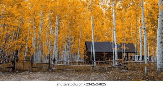 Panoramic view of tall Aspen trees around cabin in the Wasatch Cache National Forest.