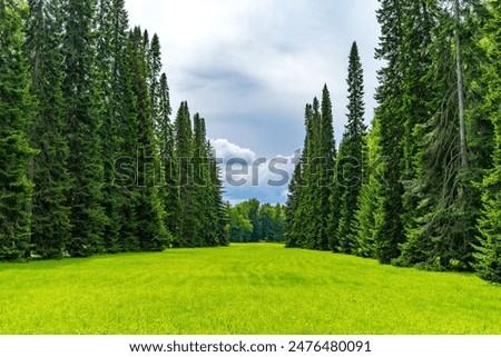 Similar – Image, Stock Photo Avenue of fir trees clear sky 3d render