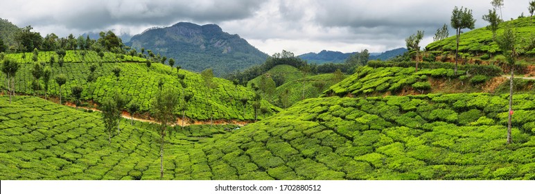 Panoramic view of Tea plantations between Yellapetty and Top station in Munnar, Kerala, South India