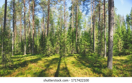 Panoramic View Of Temperate Coniferous Forest On A Sunny Summer Day