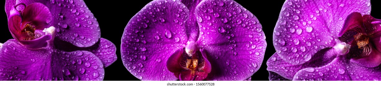 Panoramic view of three violet orchids macro with dew