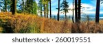 Panoramic View Through the Forest in Fall.
Location: Bald Peak State Park in Oregon.  