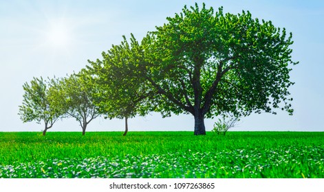 Panoramic View Of Trees In A Field. Generation Growth Legacy Family Concept