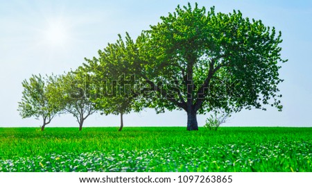 Panoramic view of trees in a field. Generation growth legacy family concept