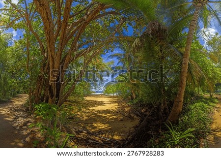 Panoramic view of tropical beach path with palm trees and jungle in Panama coastline