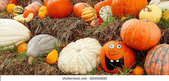 Panoramic View Of Various Pumpkins And With An Happy Halloween Face Pumpkin In Straw. Decoration Of Ripe Autumn Vegetables. Creative Decorating With Gourds In Fall.