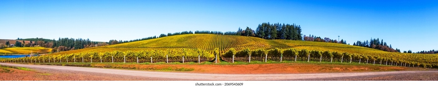 Panoramic View of a Vineyard in Autumn 