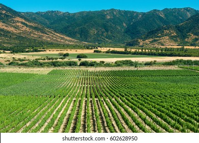 Panoramic View Of A Vineyard At Colchagua Valley, Chile