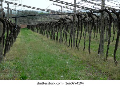Panoramic view of a vineyard in Garda,  Italy