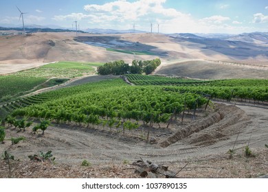 Panoramic View Of A Vineyard In Sicily - Italy