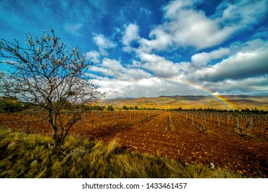 Panoramic view of a vineyard in Spain during a cloudy and rainy with a rainbow in the sky - Image - Shutterstock ID 1433461457