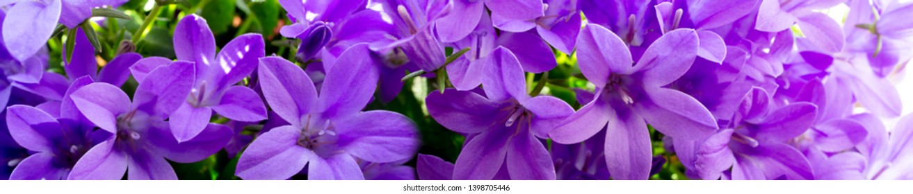 Panoramic view of violet Campanula flowers macro
