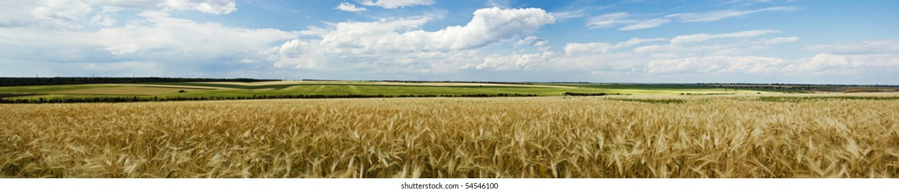 Panoramic view of a wheat field