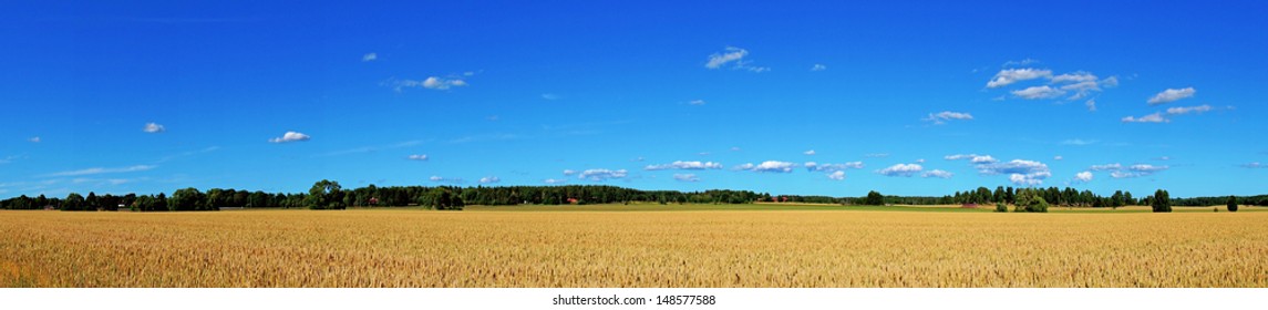 panoramic view of wheat field with blue sky