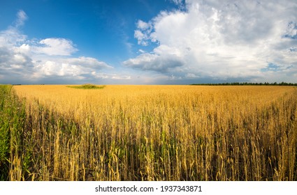 Panoramic view of wheat field in Republic of Tatarstan, Russia