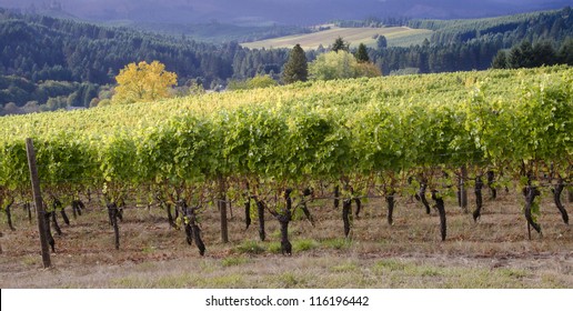 A Panoramic View Of A Willamette Valley Vineyard In Oregon's Willamette Valley Wine Country With A Neighboring Vineyard Seen In The Distance.