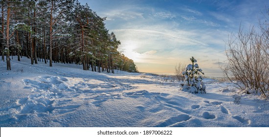 Panoramic View Of Winter Landscape. Covered In Snow Trees Against Dramatic Evening Light. Snowy Baltic Sea Coast.