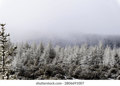 A panoramic view of a wintry mountain landscape featuring a frost-laden coniferous forest partially hidden by thick, heavy fog under a pale, diffused sky.