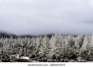 A panoramic view of a wintry mountain landscape, featuring a frost-laden coniferous forest partially hidden by dense, heavy fog under an overcast, pale sky.