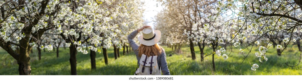 Panoramic view to woman in blooming orchard at spring. Panorama of cherry orchard. Hiking woman with straw hat and backpack enjoying springtime in nature