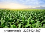 Panoramic view of young corn field plantation growing up.