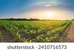 Panoramic view of young corn field plantation with sunrise background