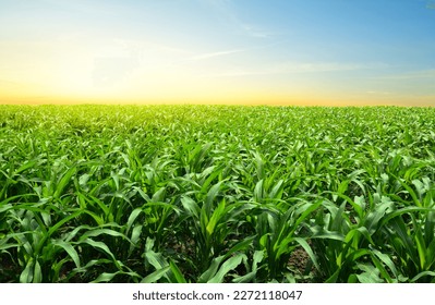 Vista panorámica de la plantación de maíz joven con fondo de amanecer.