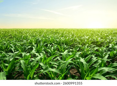 Panoramic view of young corn field plantation.