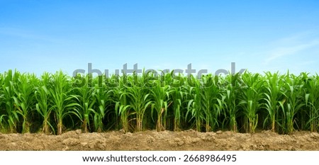 Panoramic view of young corn field plantation growing up.