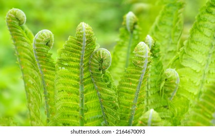 Panoramic view of young leaves of Matteuccia struthiopteris, ostrich fern, fiddlehead fern or shuttlecock fern. Kogomi or kusasotetsu, sunlight