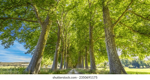 Panoramic walkway lined trees in park of countryside. Summer tranquil landscape with pathway through the woods. Fresh green leaves foliage on the plane trees. Alley and road, idyllic travel adventure - Powered by Shutterstock