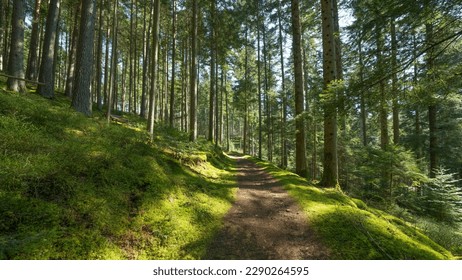 Panoramic wallpaper background of forest woods (Black Forest) landscape panorama - Mixed forest fir and spruce trees, lush green moss, blueberries and path with sunshine sunbeams - Powered by Shutterstock