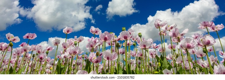 Panoramic web banner header of pink poppies flowers growing in a summer field with bright blue sky and white clouds panorama