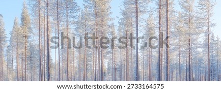 Panoramic winter landscape in the forest. Trees covered with snow. Forest as a background. Winter wonderland. Scandinavian countries. Landscape in winter time. Background, wallpaper, postcard.