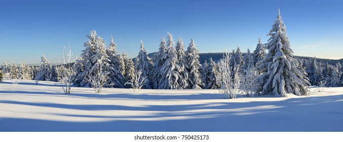 Panoramic Winter Landscape Spruce Tree Forest Stock Photo 750425173 ...