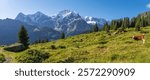 The panorma of Bernese alps with the Jungfrau, Monch and Eiger peaks over the alps meadows with the herd of cows.