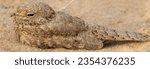 A panormic stitched image of Egyptian Nightjar perched on groound at Bahrain