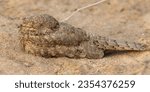 A panormic stitched image of Egyptian Nightjar resting on groound at Bahrain