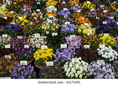 Pansies At Chelsea Flower Show