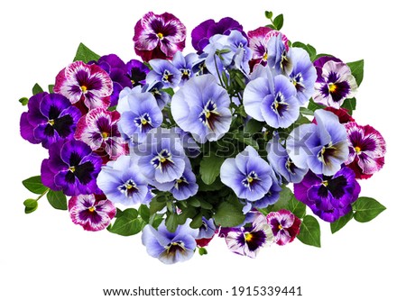 Image, Stock Photo pansies Pansy