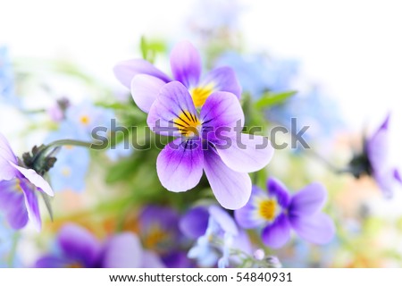 pansies on white background.Floral border.